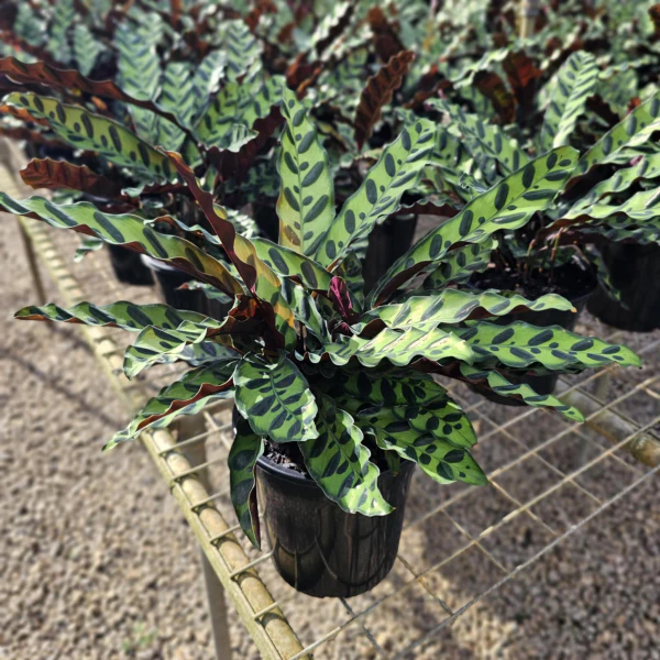 Indoor / Shade Plants