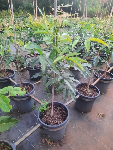 All Plants