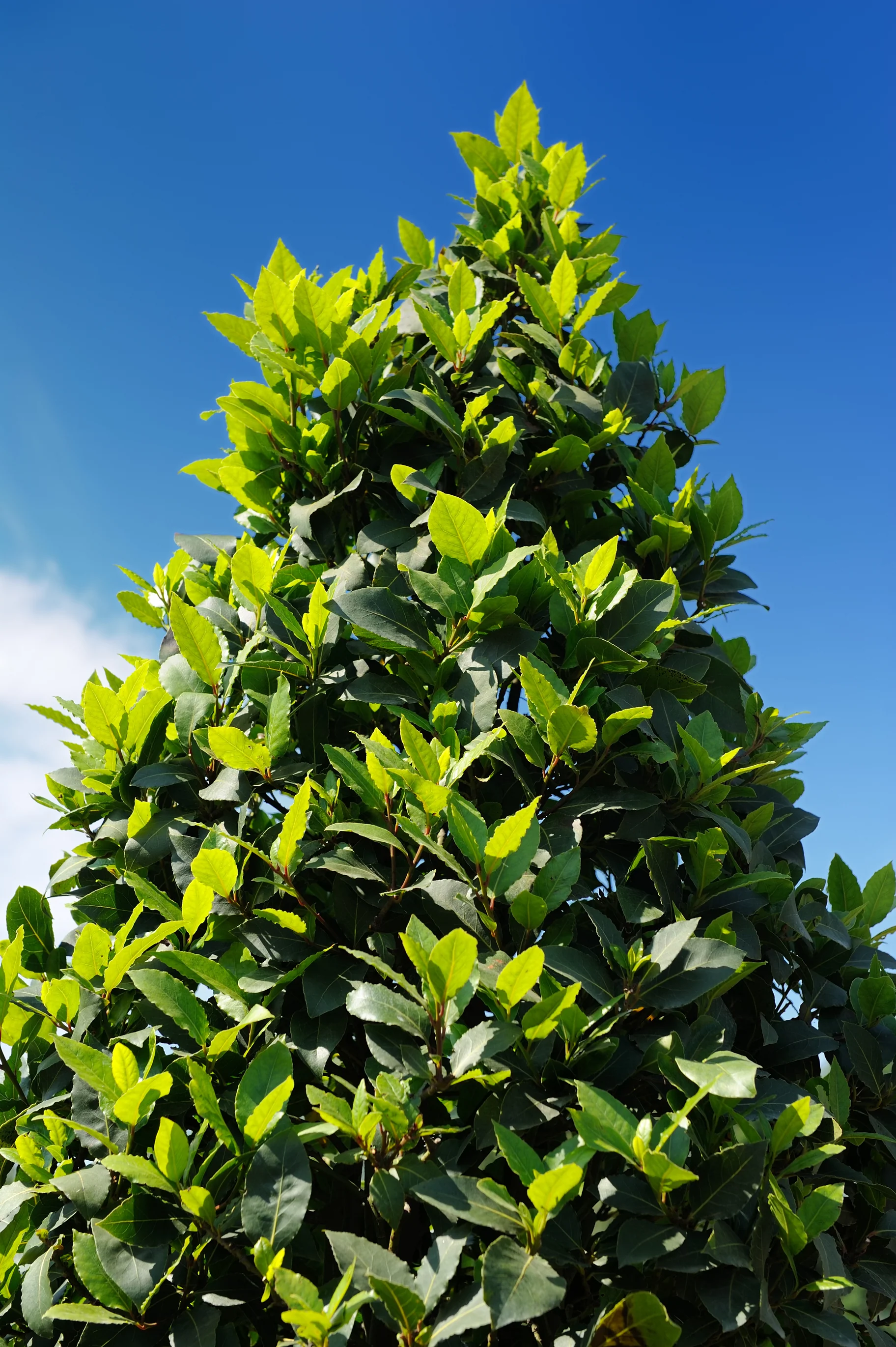 Hedges and Shrubs