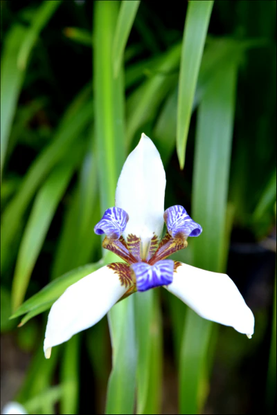 Ground Cover